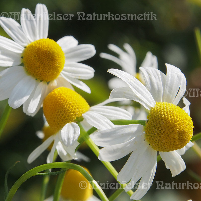 Kamille citra (1 ml)