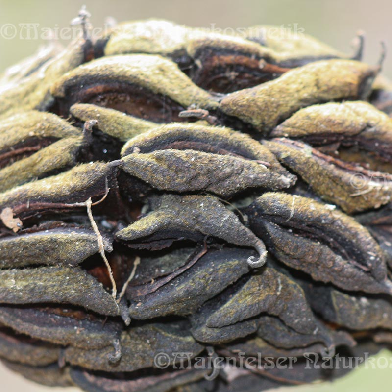 Magnolienknospe (5 ml)