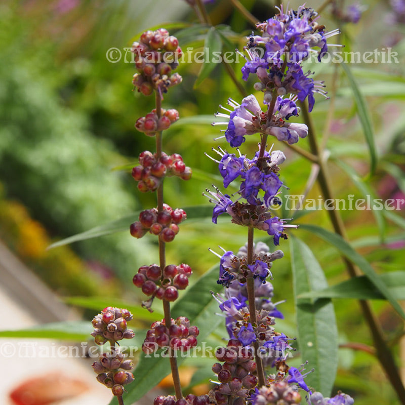 Mönchspfeffer spezial (3 ml)