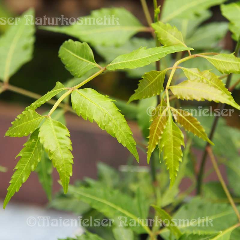 Neembaumöl BIO, fett, kaltgepresst