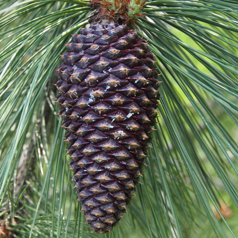 Kiefer - Goldkiefer (3 ml)