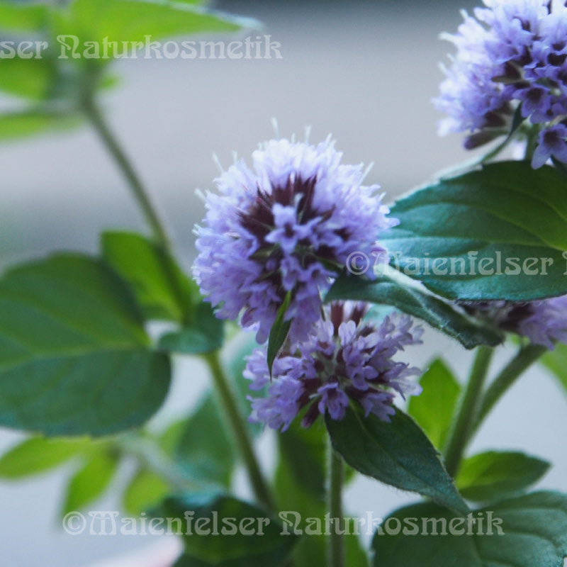 Pfefferminze - Poleiminze (10 ml)