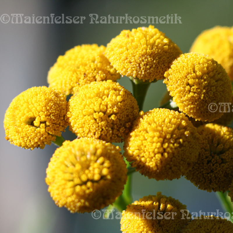 Blauer Rainfarn BIO (2 ml)