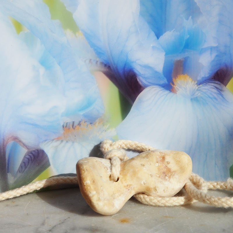 Veilchenwurzel (Zahnwurzel)